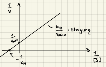 Lineweaver-Burk Bild